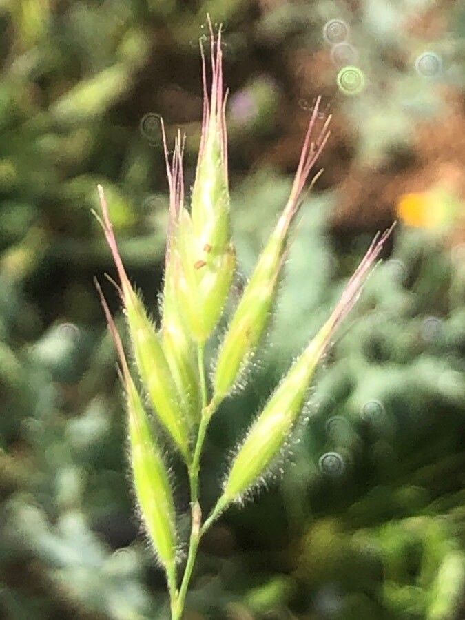 Bromus hordeaceus leaf