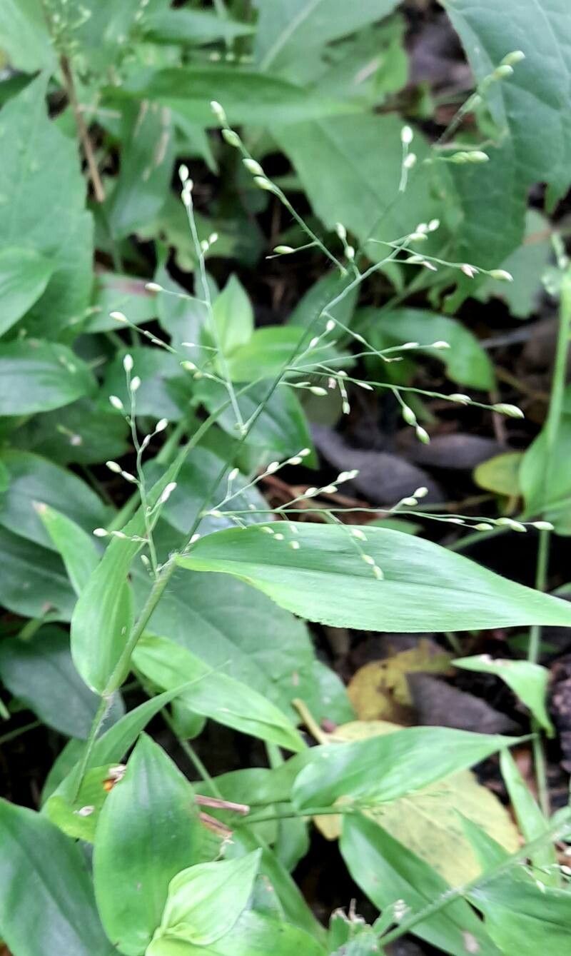 Pharus lappulaceus habit