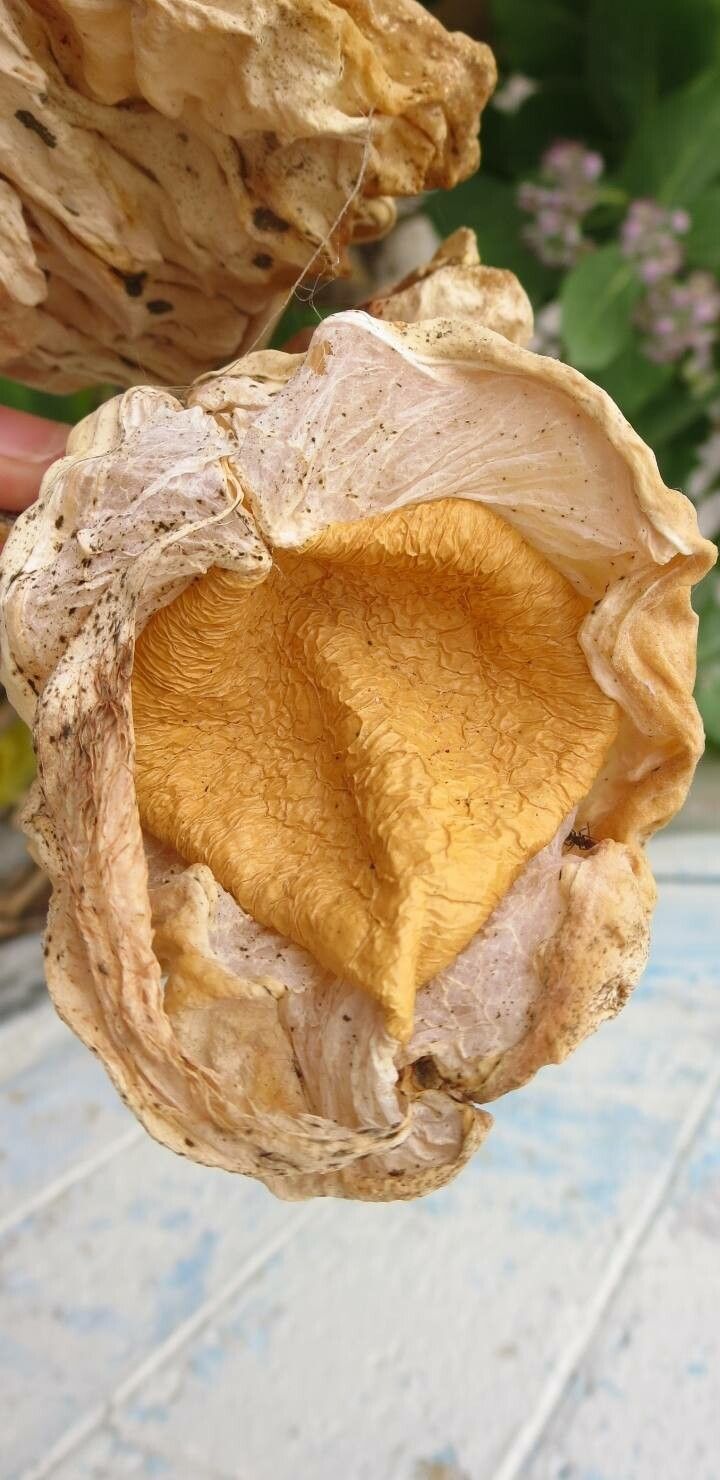 Calotropis procera fruit