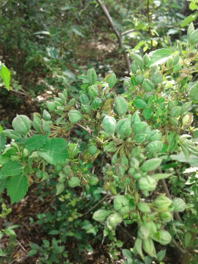 Triumfetta semitriloba leaf