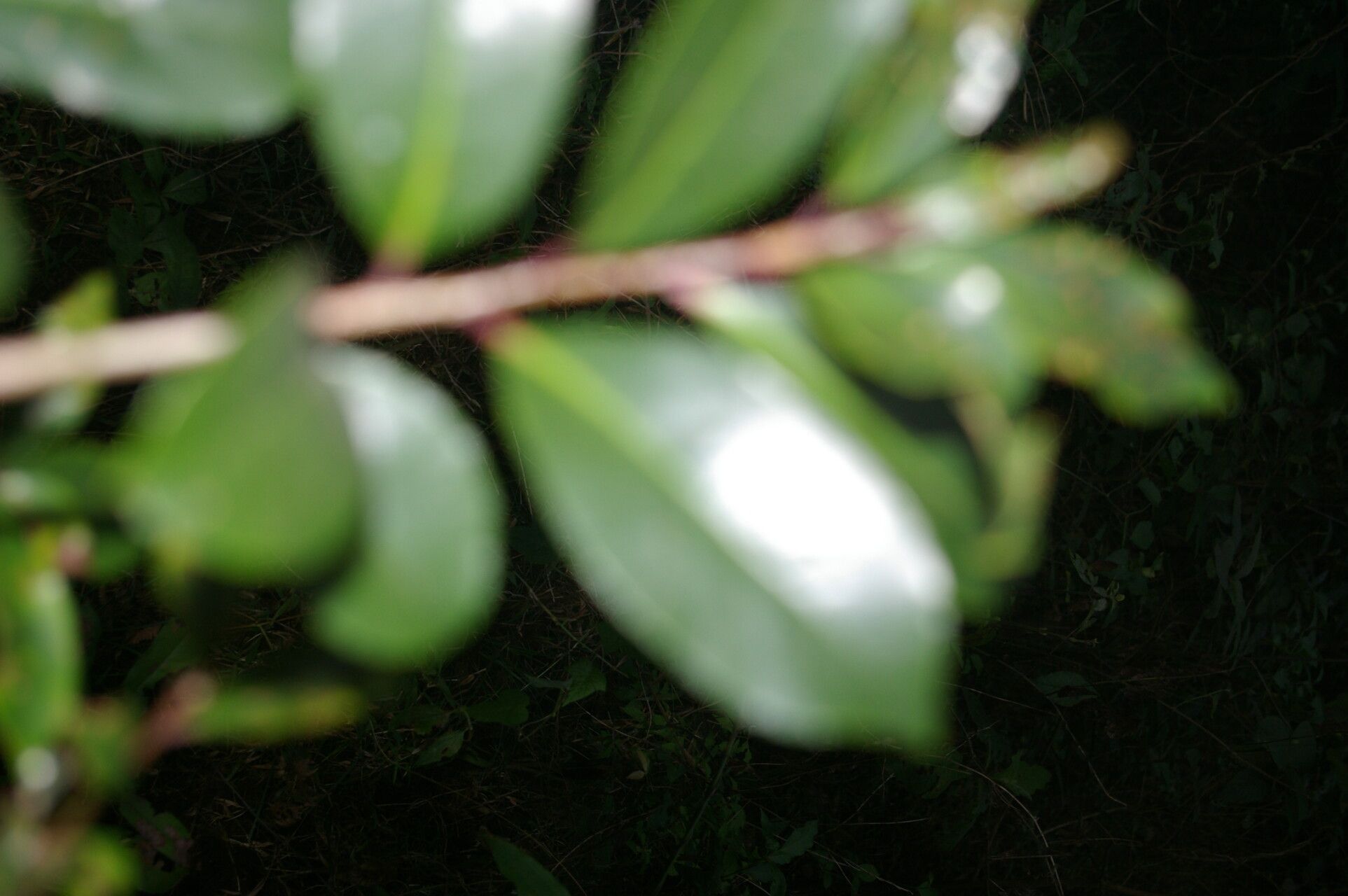 Symplocos costaricana — houseplant care guide