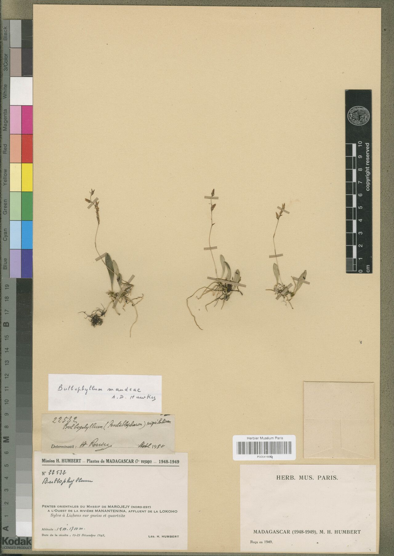 Bulbophyllum maudeae — houseplant care guide