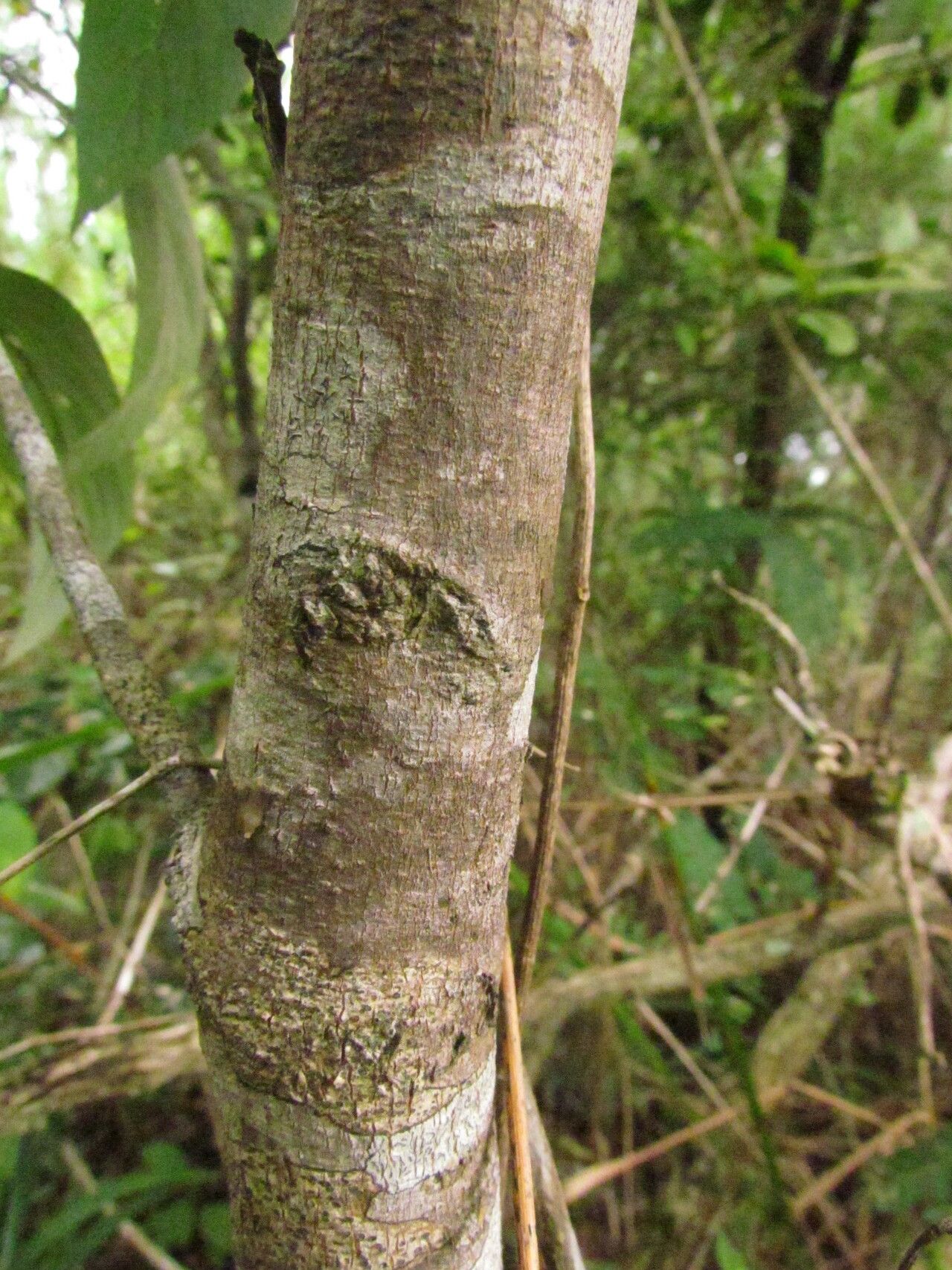 Casearia obliqua bark