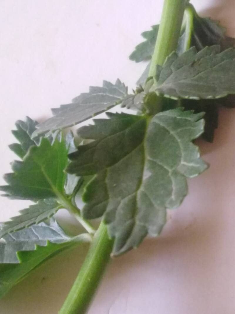 Scrophularia libanotica — search result for 'Scrophularia'