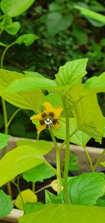 Physalis ixocarpa flower