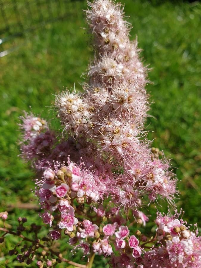 Spiraea x pseudosalicifolia flower
