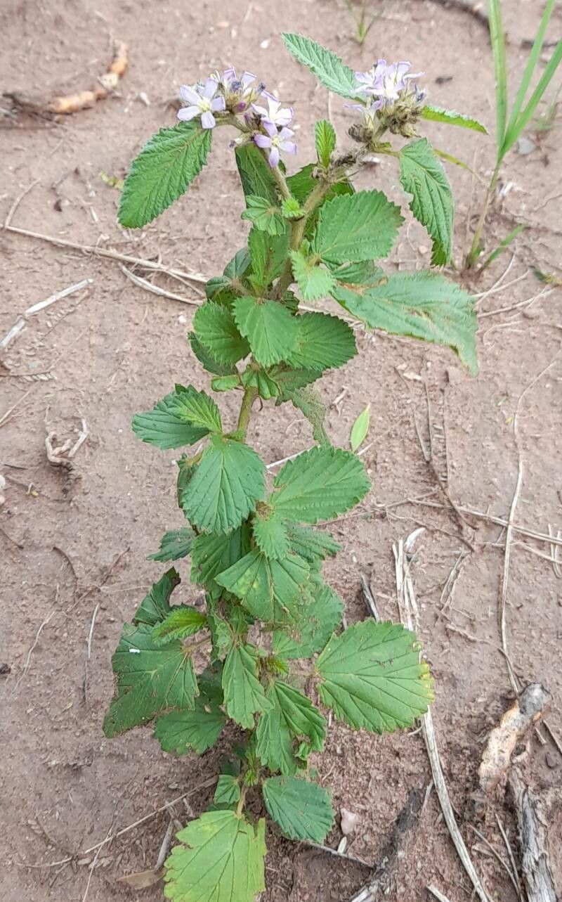 Melochia anomala habit