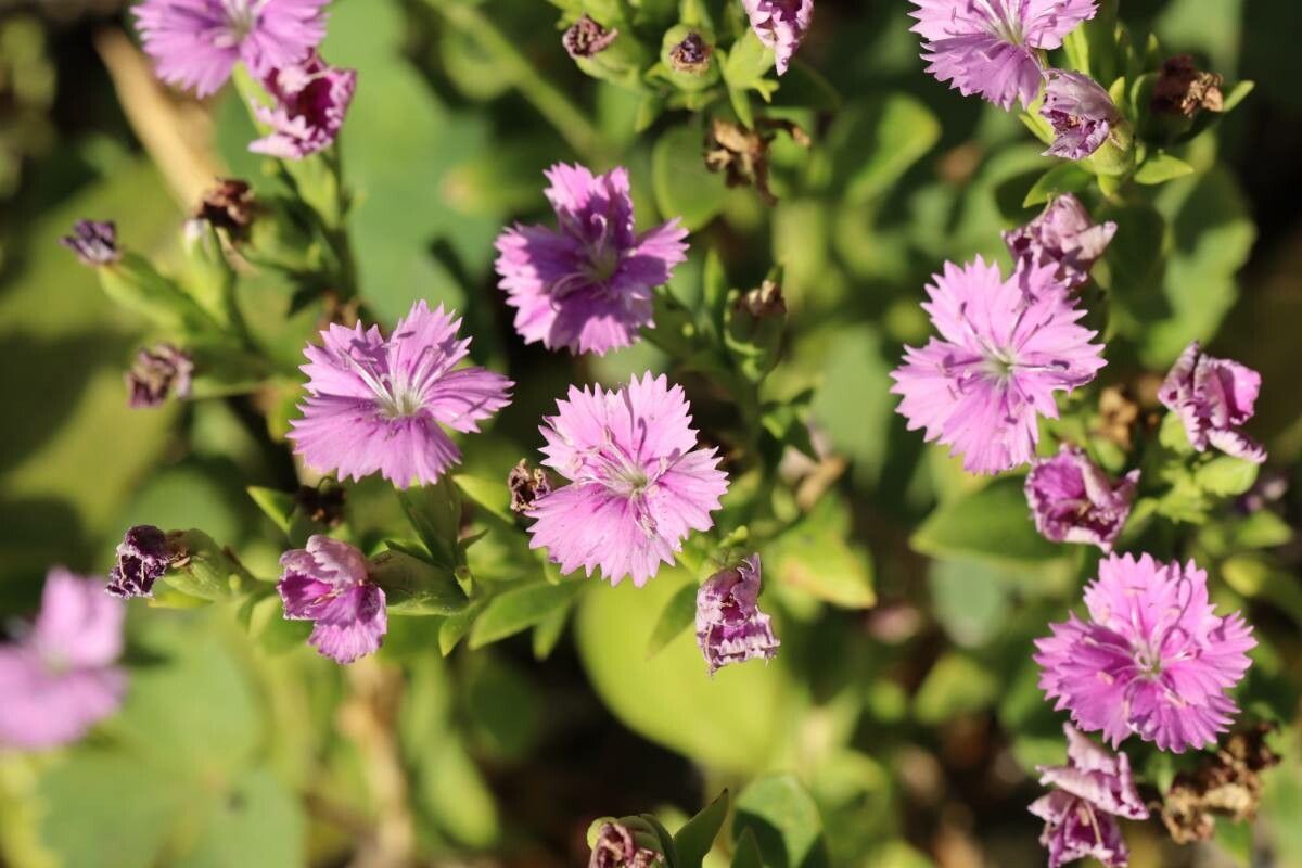 Dianthus japonicus — houseplant care guide