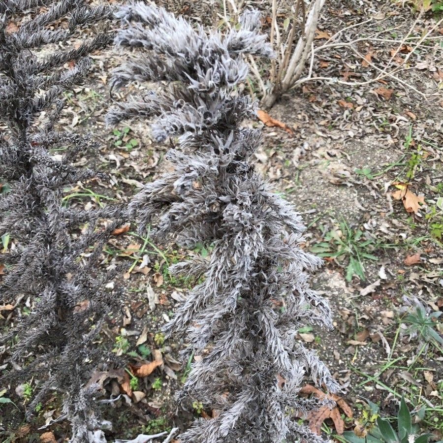 Echium boissieri flower