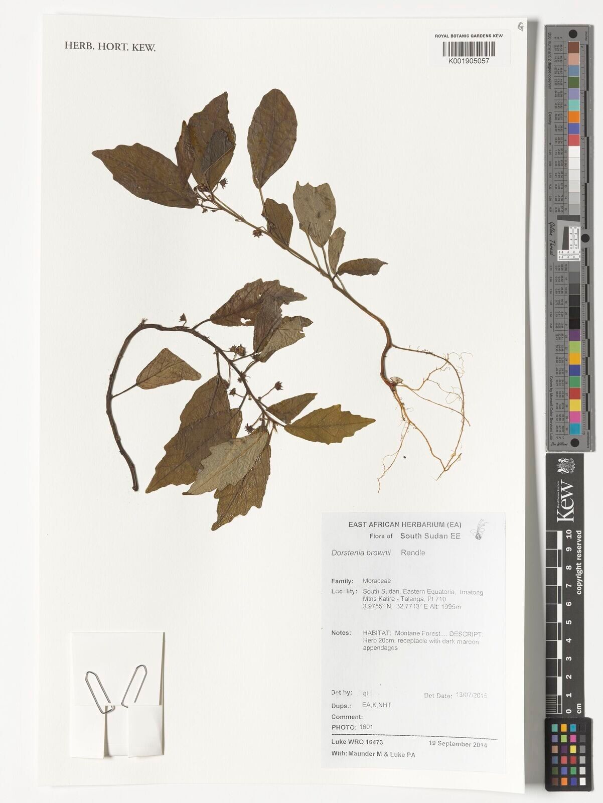 Dorstenia brownii other