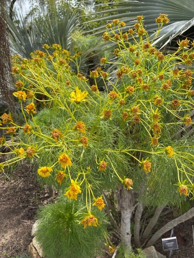 Coreopsis gigantea flower