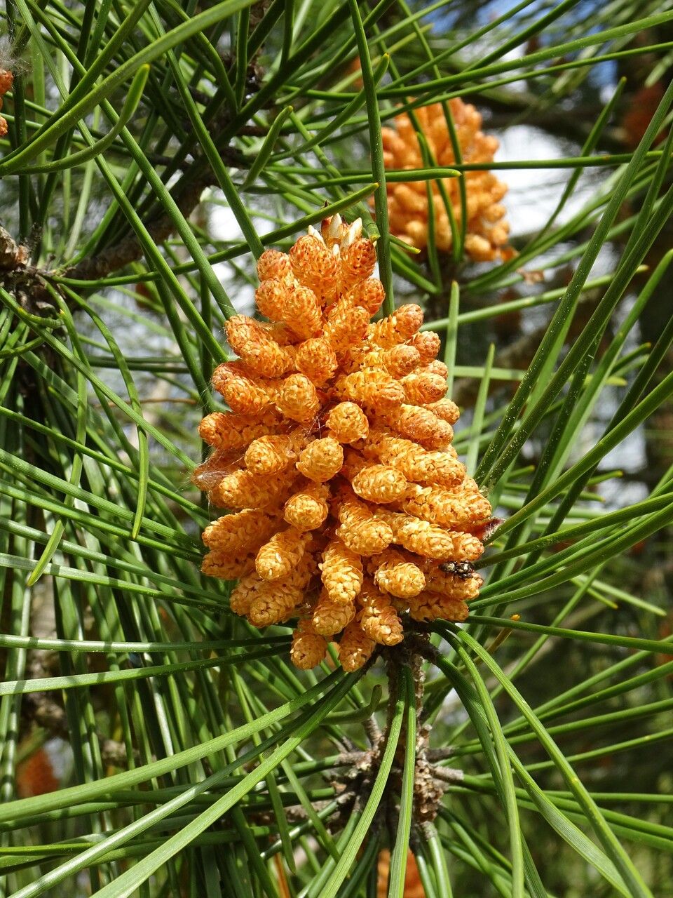 Pinus halepensis flower
