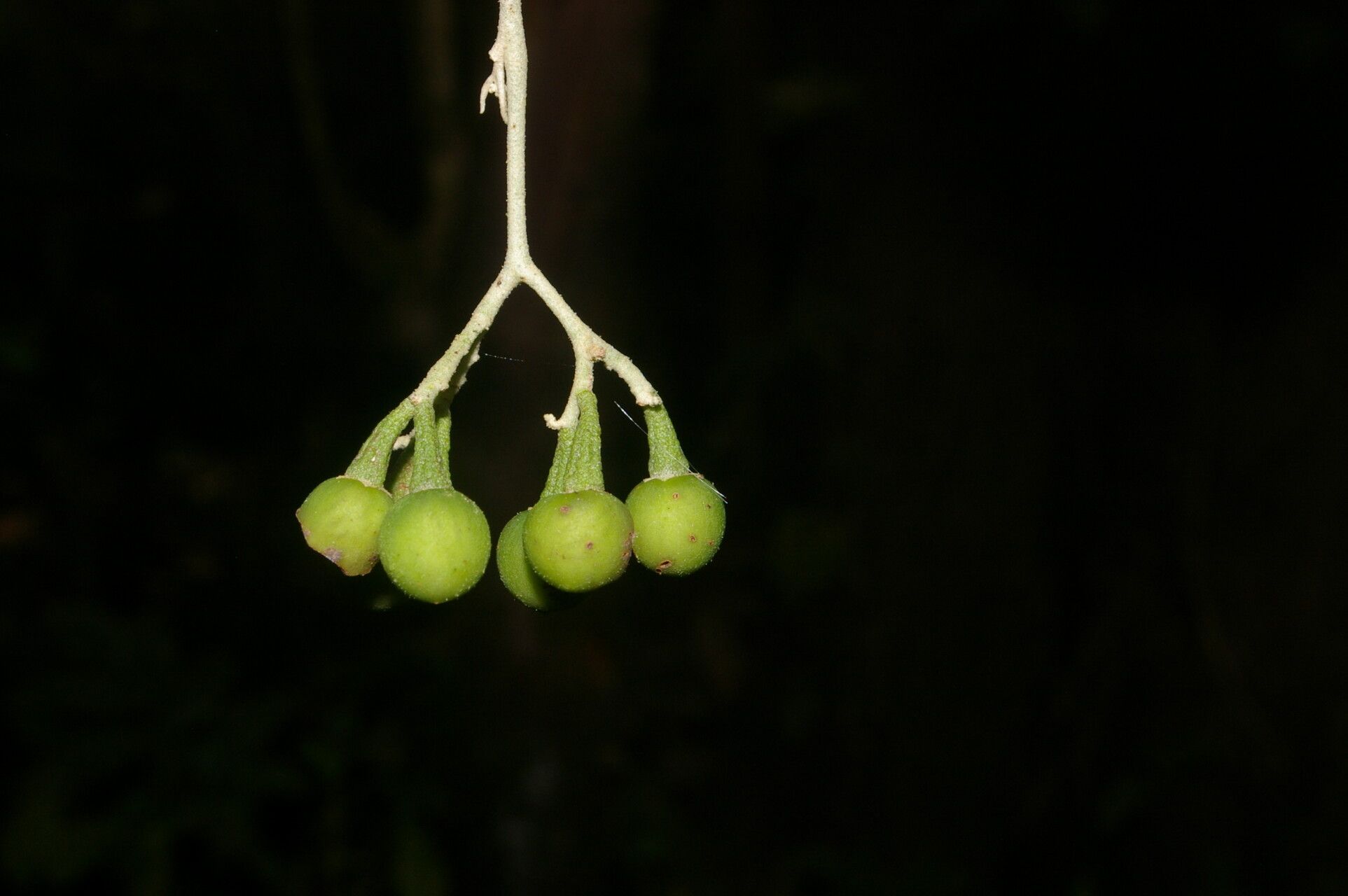 Solanum lepidotum fruit
