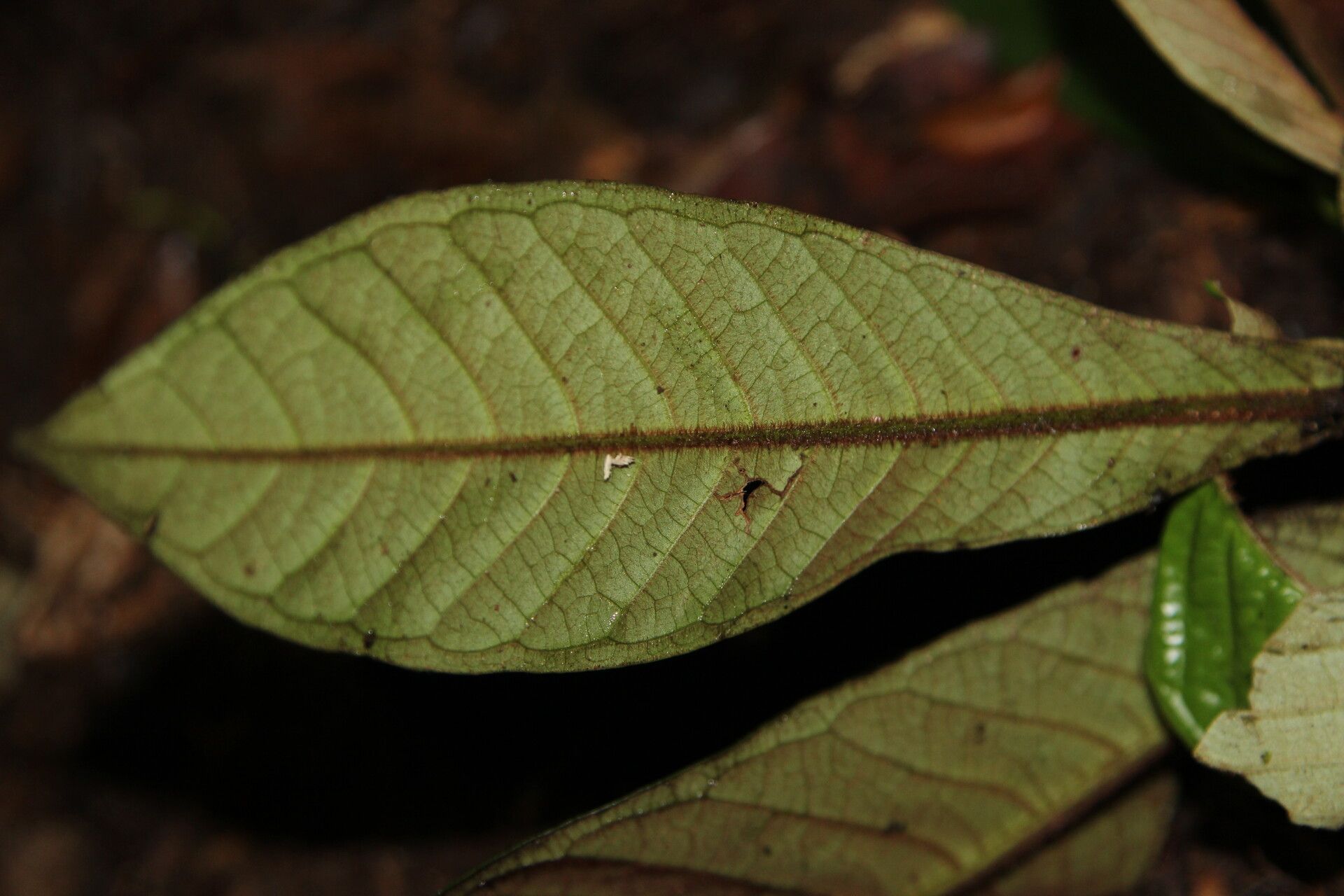 Psychotria ledermannii — houseplant care guide