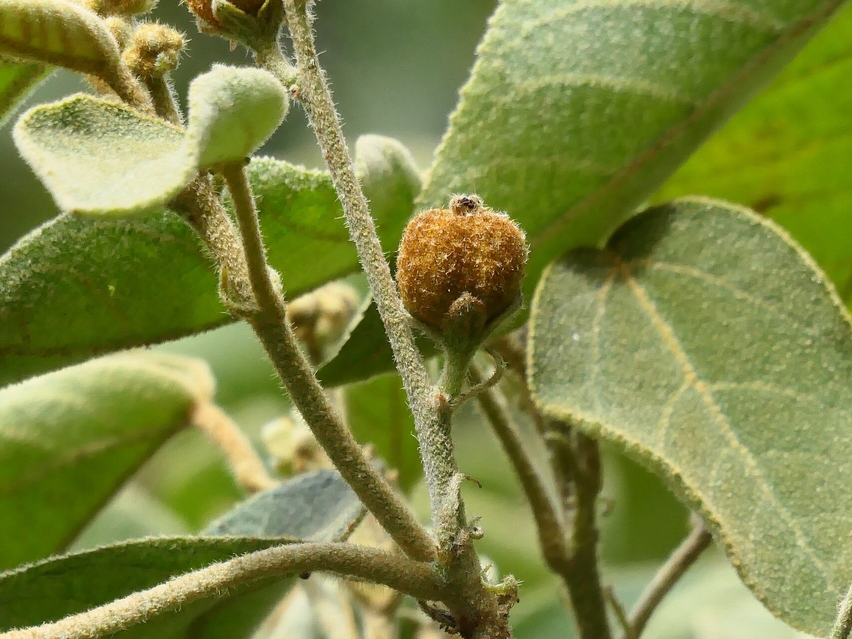 Croton purdiei fruit