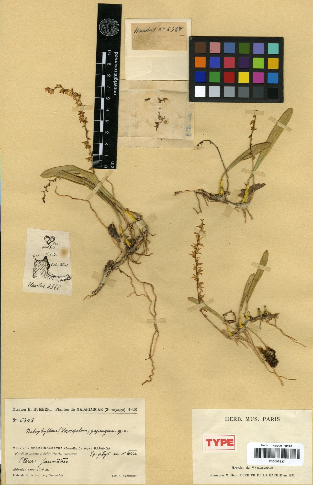 Bulbophyllum papangense — houseplant care guide