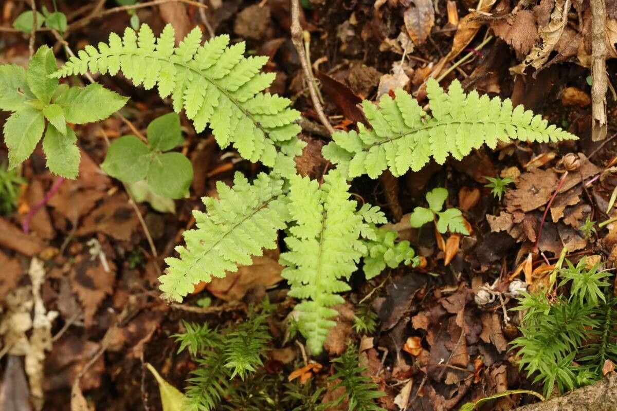 Athyrium nikkoense — houseplant care guide