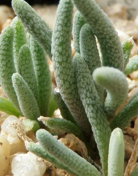 Mesembryanthemum tenuiflorum — search result for 'Mesembryanthemum'