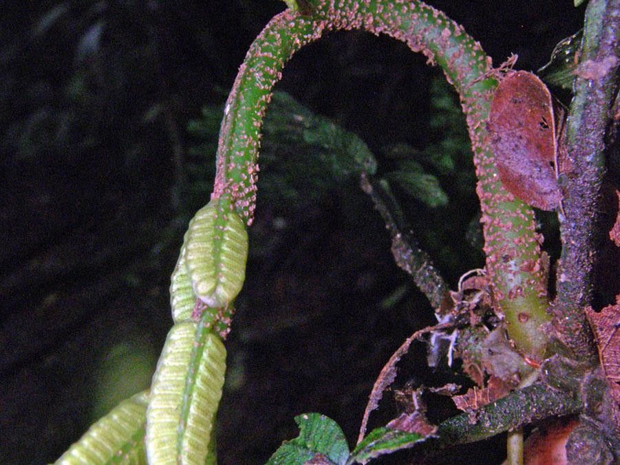 Danaea wendlandii bark