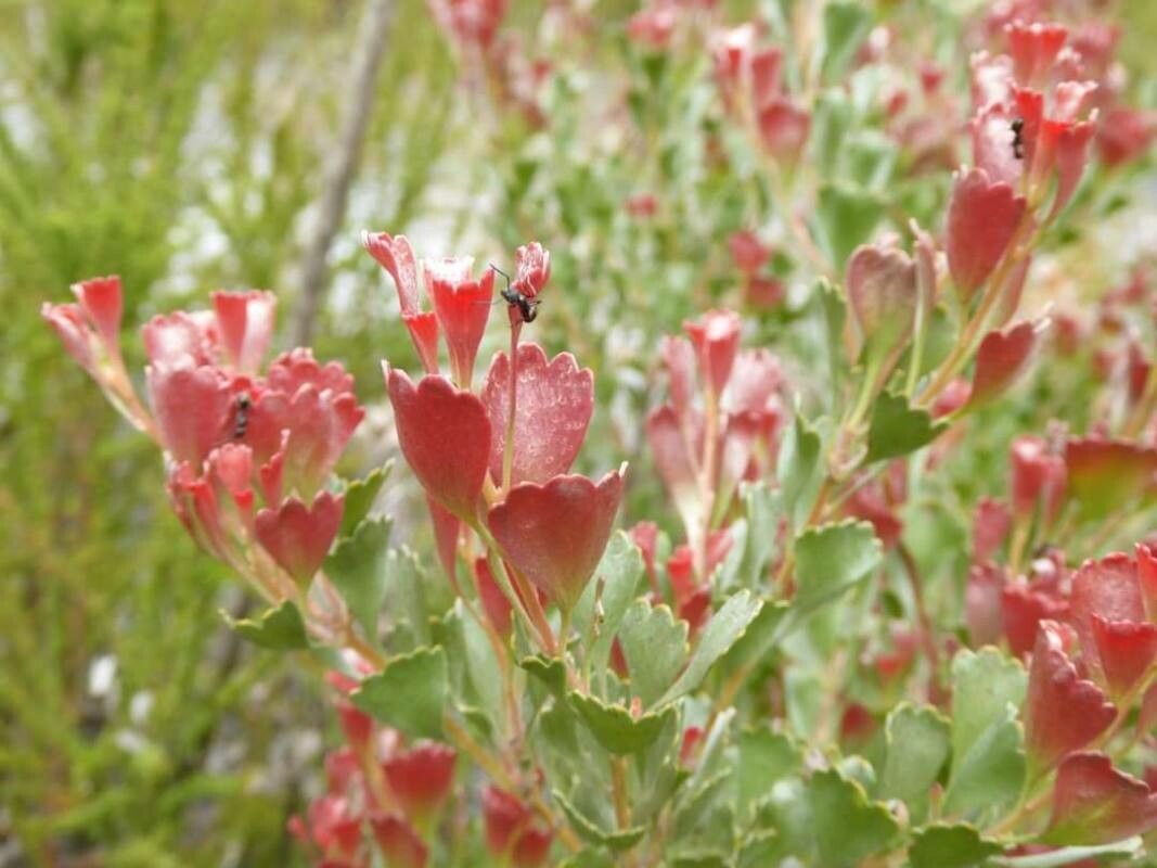 Adenanthos cuneatus — related species from the same genus