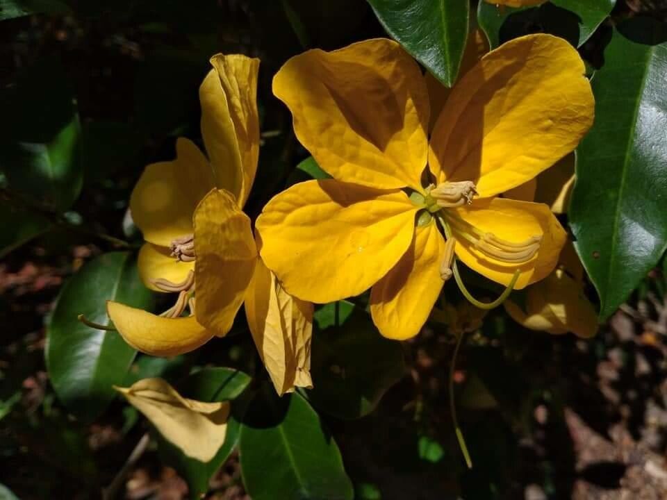 Senna macranthera flower