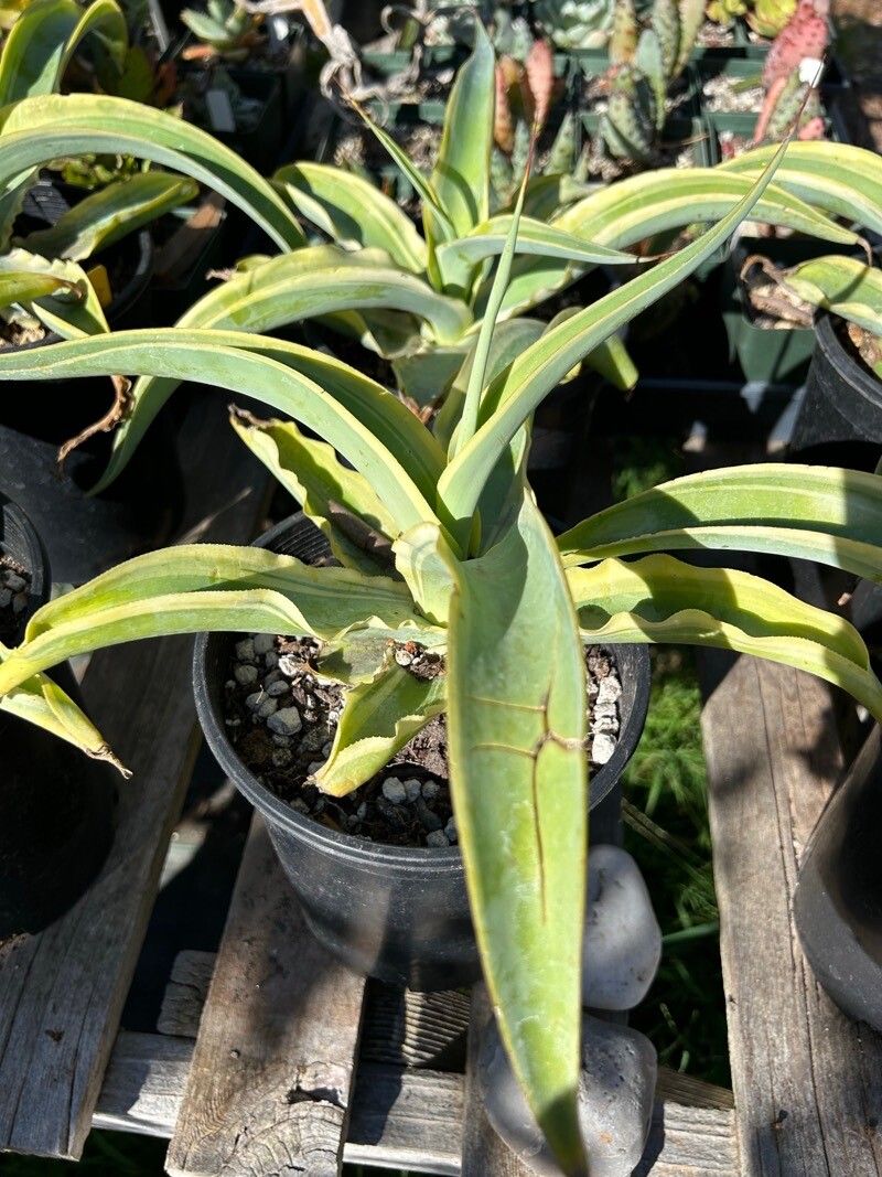 Agave demeesteriana leaf