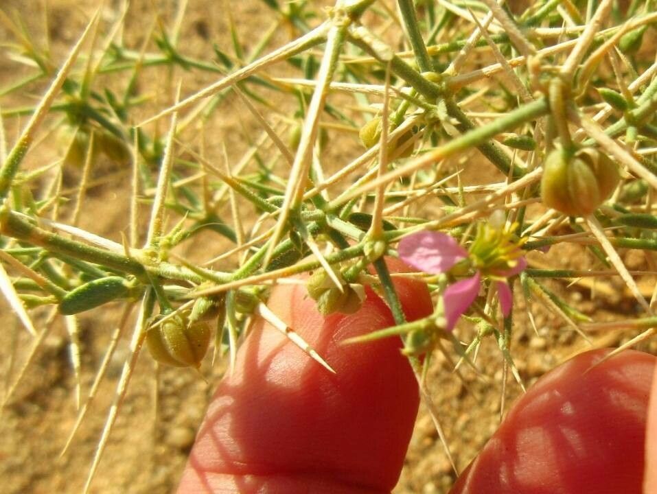 Zygophyllum indicum fruit