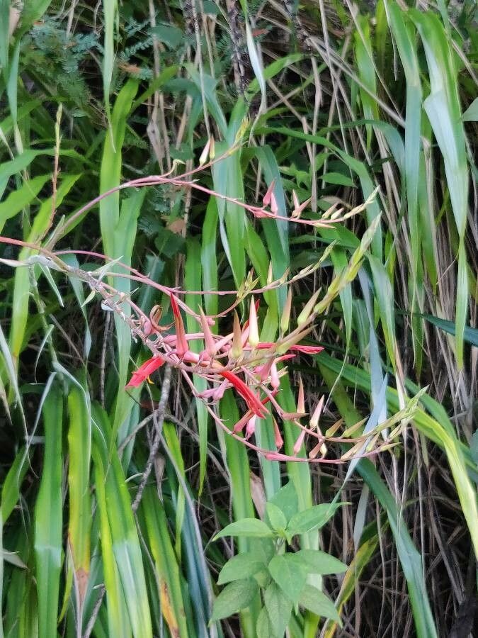 Pitcairnia angustifolia flower