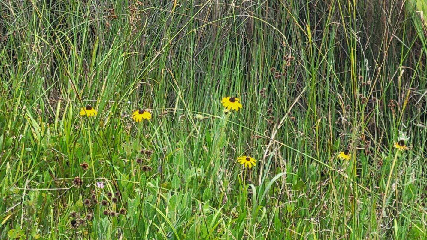 Rudbeckia grandiflora — houseplant care guide