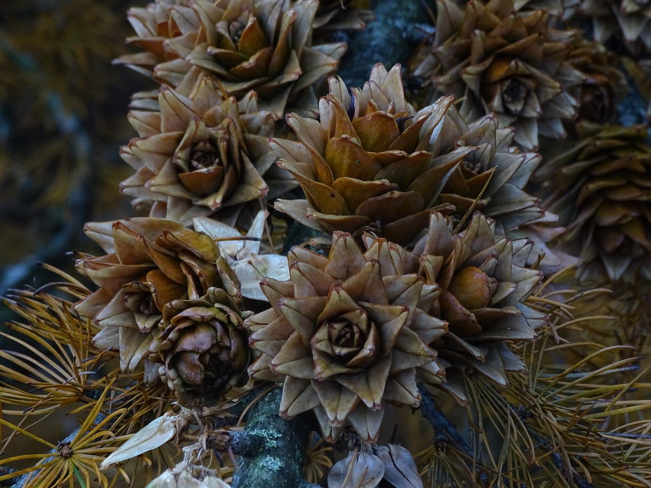 Pseudolarix amabilis flower