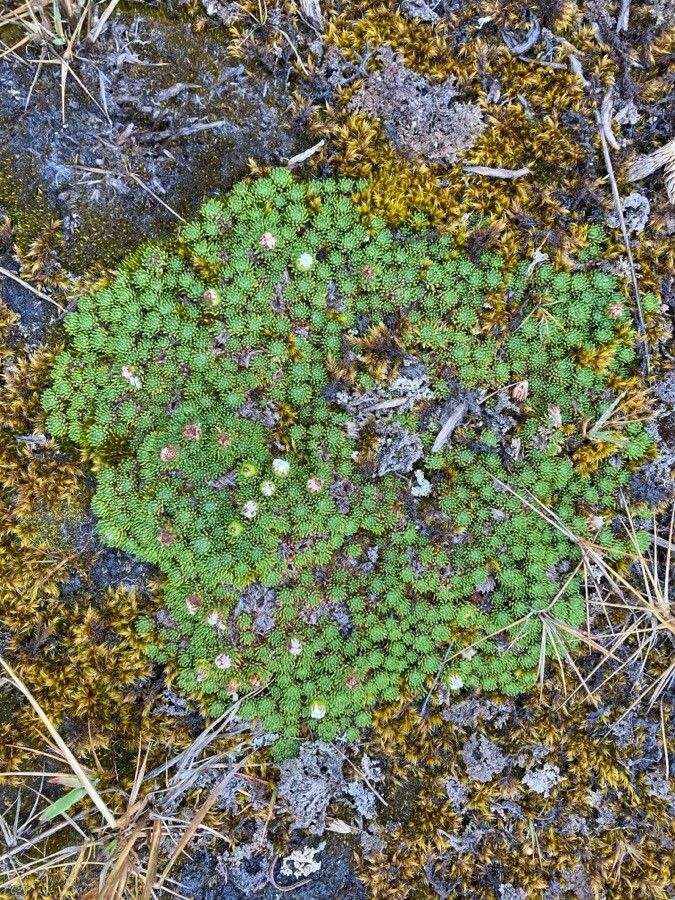Xenophyllum humile leaf