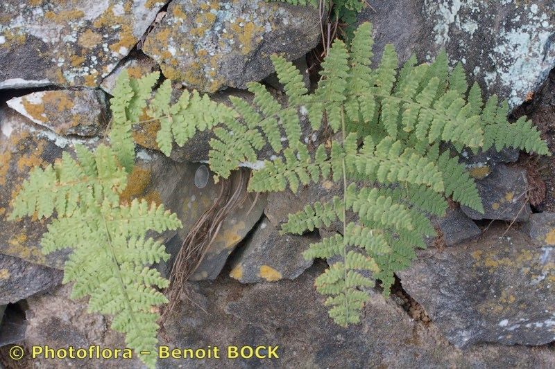 Hypodematium crenatum habit