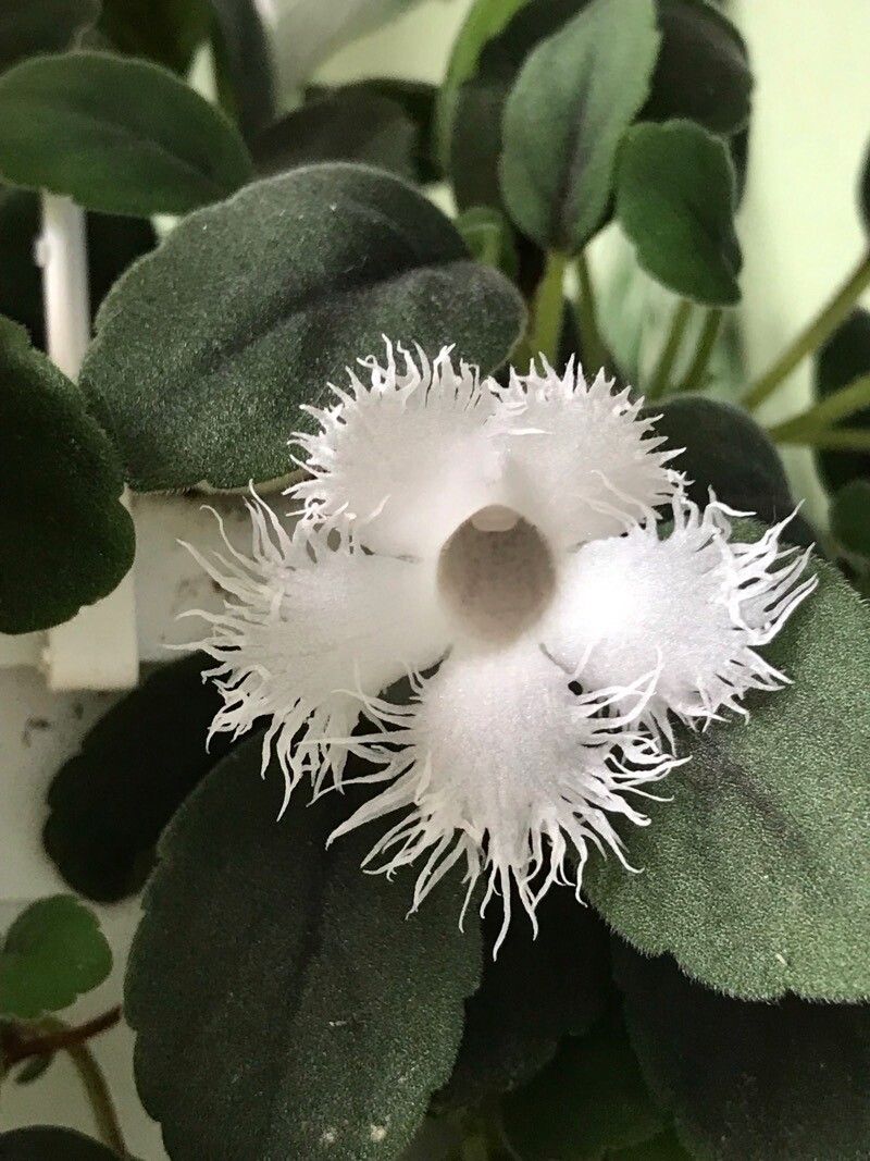 Episcia dianthiflora flower