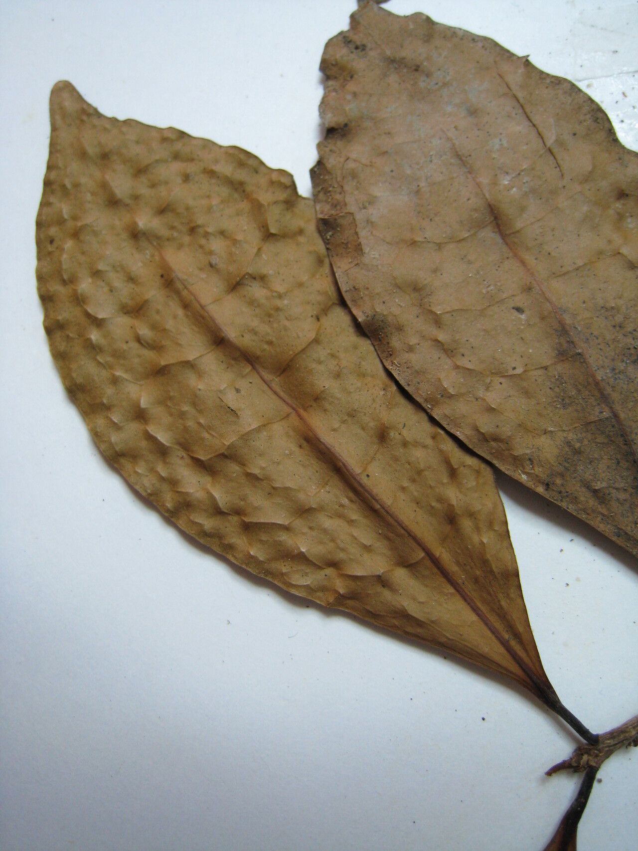 Erythroxylum kapplerianum — houseplant care guide