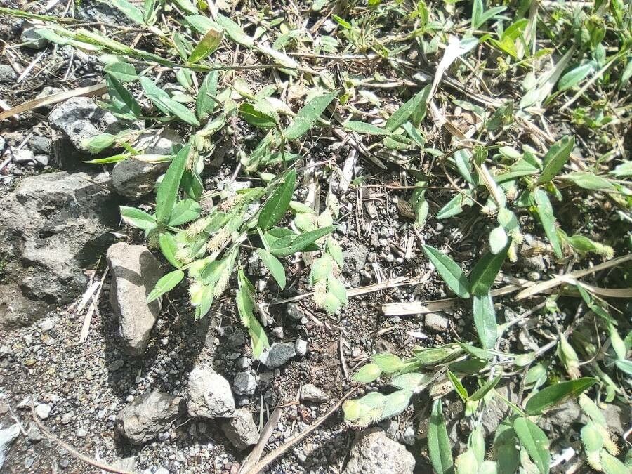 Zornia gibbosa fruit