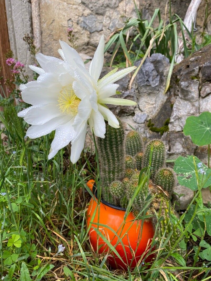 Lobivia bridgesii flower