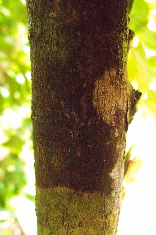 Eugenia mespiloides bark