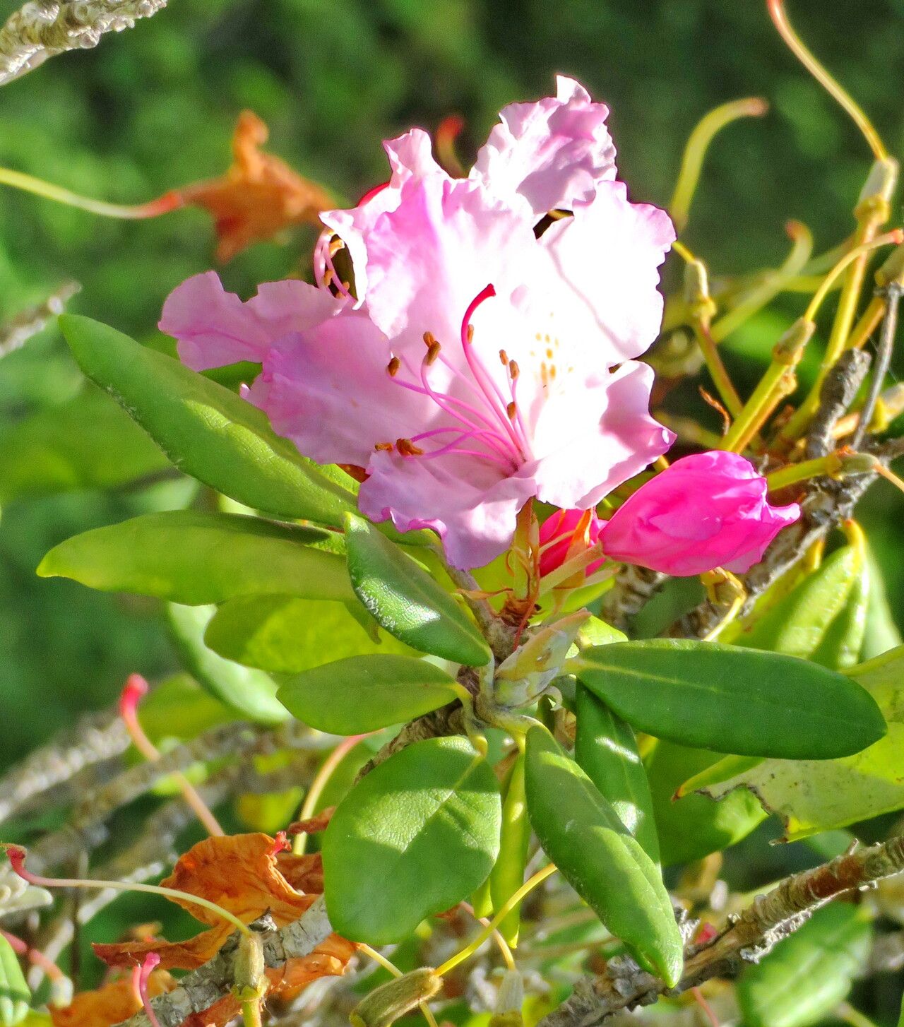 Rhododendron smirnowii flower