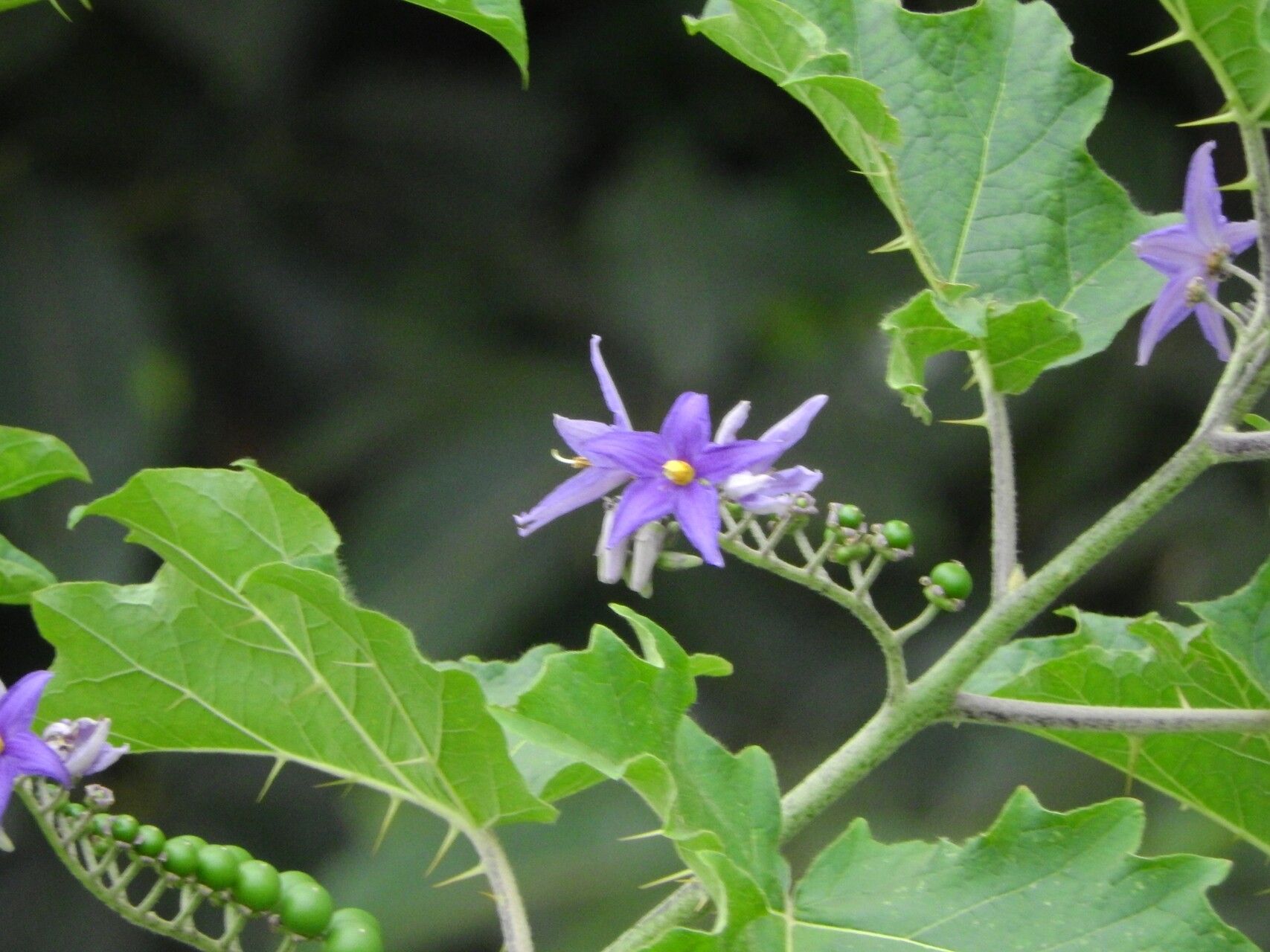 Solanum tricuspidatum flower