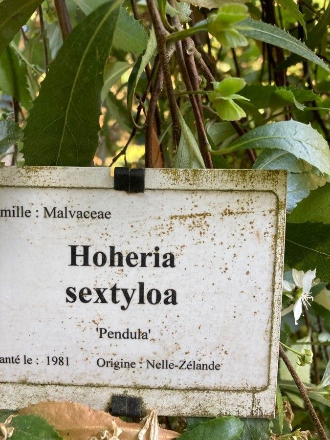 Hoheria sexstylosa other