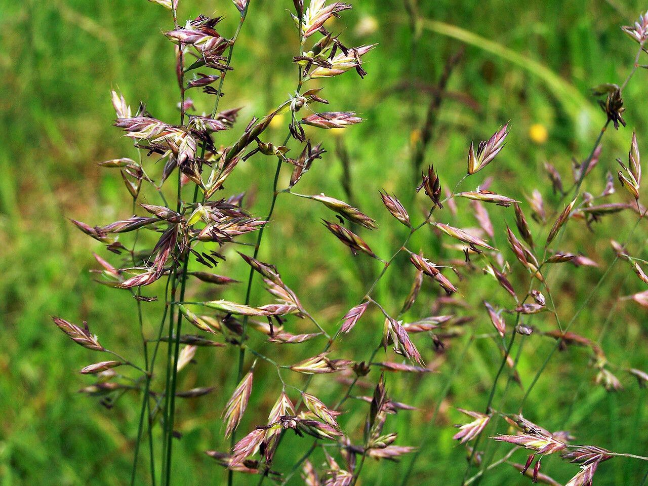 Festuca rubra fruit