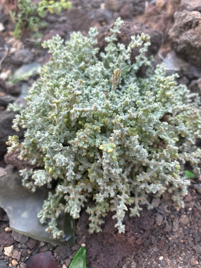 Reichardia crystallina habit
