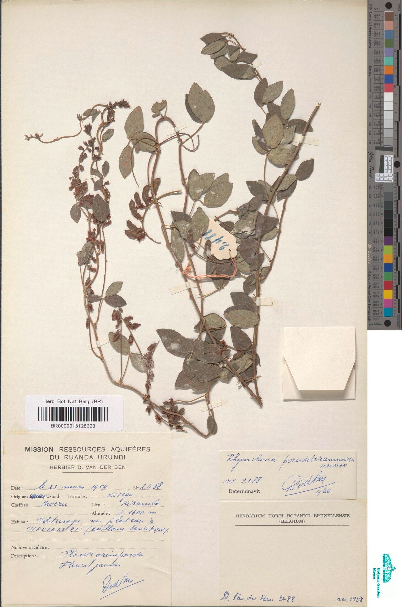 Rhynchosia pseudoteramnoides — houseplant care guide