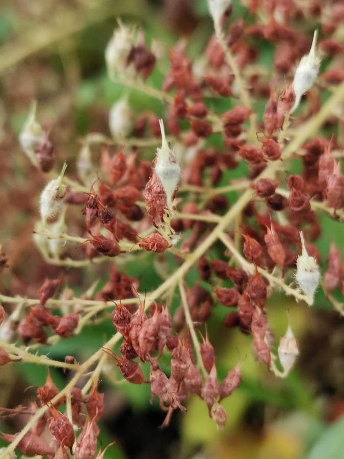 Heuchera villosa fruit