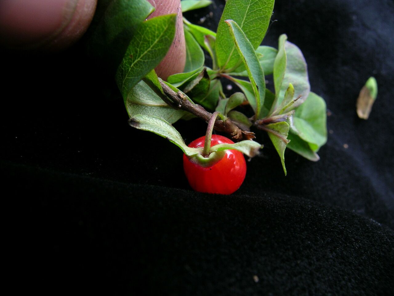 Lonicera angustifolia other