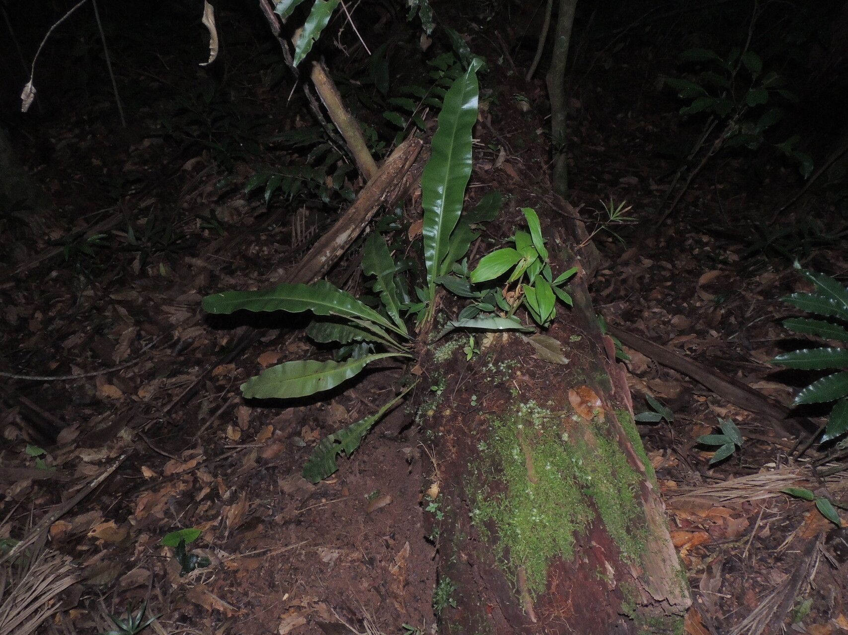 Elaphoglossum luridum habit