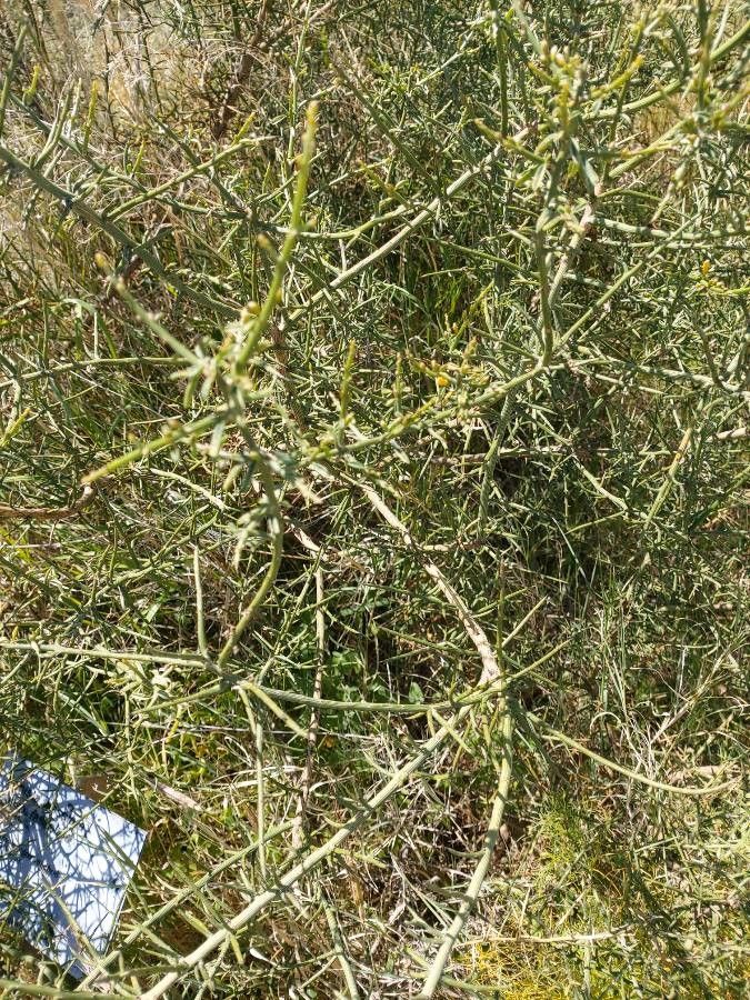 Genista fasselata leaf