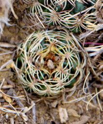 Lobivia tiegeliana leaf