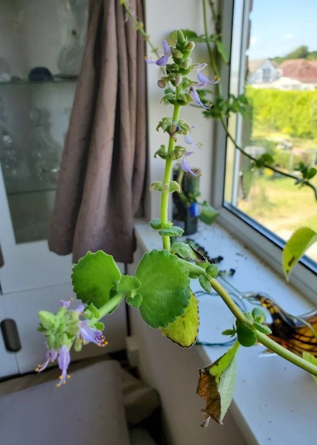 Trachyspermum ammi — houseplant care guide