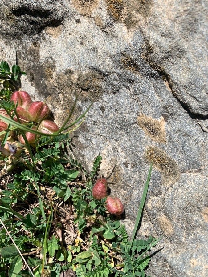 Astragalus crassicarpus — search result for 'Astragalus'